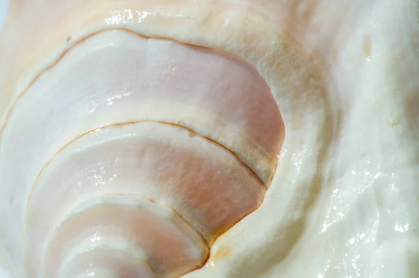 Eine Muschel oder Muschel, auch einfach als Muschel bekannt, ist ein har — Stockfoto