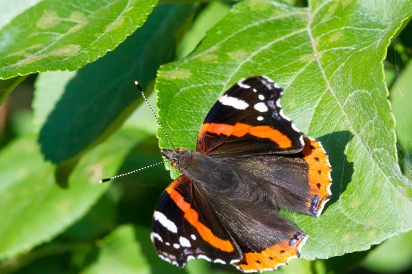 Vanessa Atalanta, röd amiral eller tidigare, röd, härlig, är en — Stockfoto