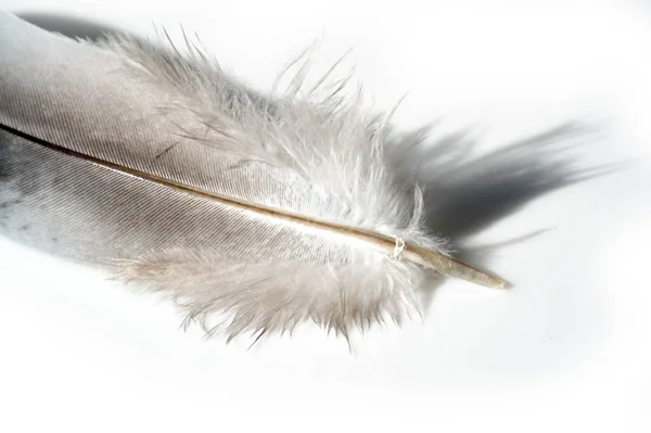 A bird's feather  pen, feather, nib, plume, blade, style — Stock Photo, Image