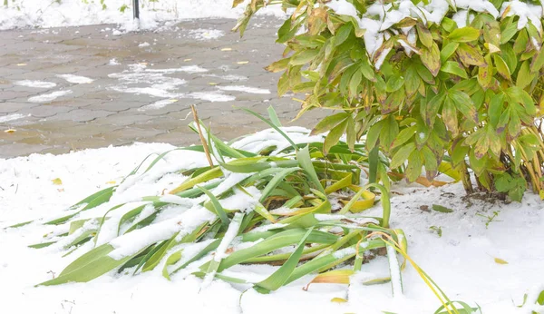 我们得到了我们的第一个雪的季节在夜间，灰尘 — 图库照片