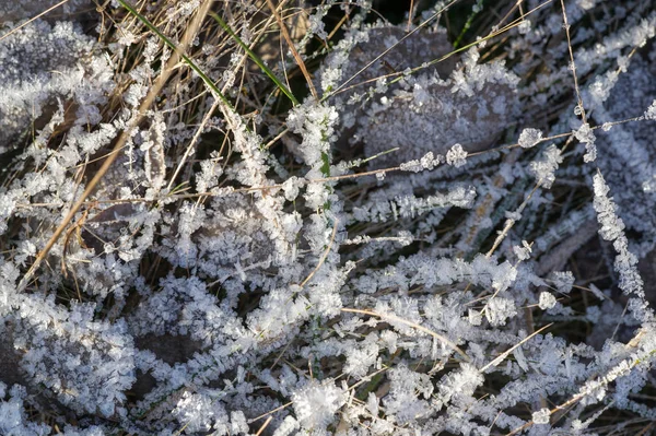 Textur bakgrund, mönster. Frost på kvistar av gräs. ett DEP — Stockfoto