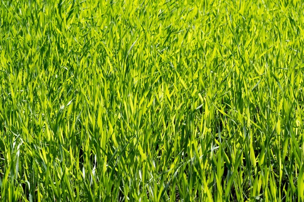 Das Gras ist grün, der Rasen ist nicht gestutzt, die jungen Triebe — Stockfoto