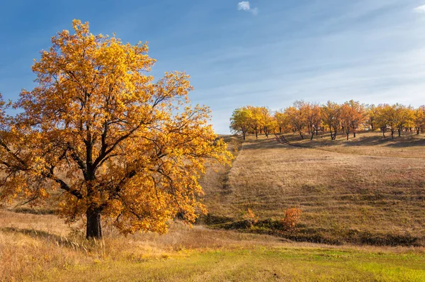 Autumn photo, lonely oak against the background of a beautiful s — Stock Photo, Image