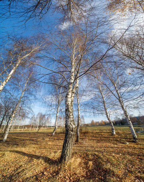 Panorama autunnale, alberi nel bosco, nell'area del parco — Foto Stock