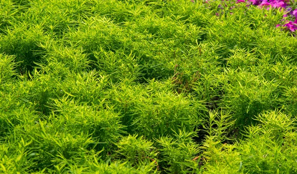 Tekstura, tło, wzór, trawa na trawniku, zielony nasycony — Zdjęcie stockowe