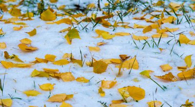İlk kar, geç sonbahar, sonbahar kar üzerinde bırakır. Kar yağışı