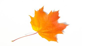 Doku arka planı, desen. Sonbahar renkli akçaağaç yaprakları. Akçaağaç