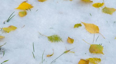 İlk kar, geç sonbahar, sonbahar kar üzerinde bırakır. Kar yağışı