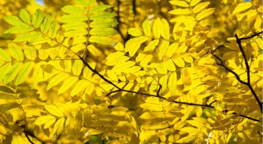 Sonbahar manzara fotoğrafçılığı, tam güzellikte dağ külleri, illum