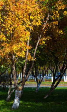 Sonbahar manzara fotoğrafçılığı, tam güzellikte dağ külleri, illum
