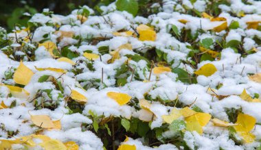 Sezonun ilk karını gece boyunca aldık.