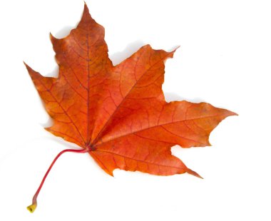 Doku arka planı, desen. Sonbahar renkli akçaağaç yaprakları. Akçaağaç