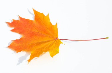 Doku arka planı, desen. Sonbahar renkli akçaağaç yaprakları. Akçaağaç