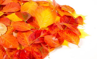 doku, arka plan, desen, sonbahar yaprakları, parlak doymuş co