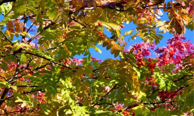 Sonbahar manzara fotoğrafçılığı, tam güzellikte dağ külleri, illum