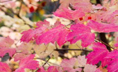 doku, arka plan, desen, sonbahar yaprakları, parlak doymuş co