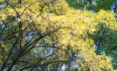 doku, arka plan, desen, sonbahar yaprakları, parlak doymuş co