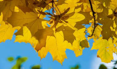 Fotoğrafçılık Sonbahar manzara, Akçaağaç ağacı veya kulplu çalı 