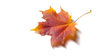 Sonbahar resmi, sonbahar akçaağaç yaprakları, beyaz torba üzerinde yaprak.