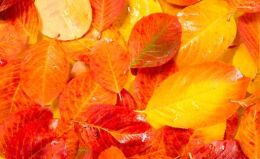 doku, arka plan, desen, sonbahar yaprakları, parlak doymuş co