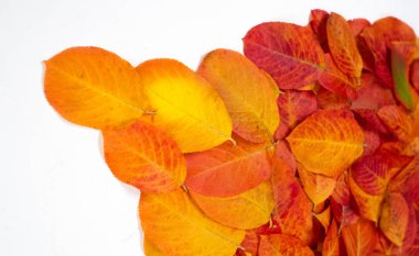 doku, arka plan, desen, sonbahar yaprakları, parlak doymuş co