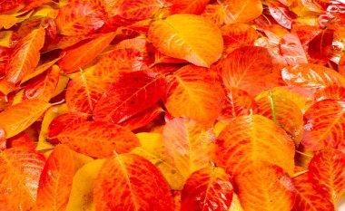 doku, arka plan, desen, sonbahar yaprakları, parlak doymuş co