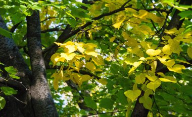 doku, arka plan, desen, sonbahar yaprakları, parlak doymuş co