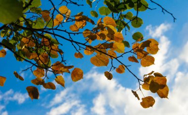 doku, arka plan, desen, sonbahar yaprakları, parlak doymuş co