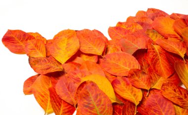 doku, arka plan, desen, sonbahar yaprakları, parlak doymuş co