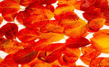 doku, arka plan, desen, sonbahar yaprakları, parlak doymuş co