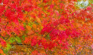 Sonbahar manzara fotoğrafçılığı, tam güzellikte dağ külleri, illum