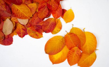 doku, arka plan, desen, sonbahar yaprakları, parlak doymuş co