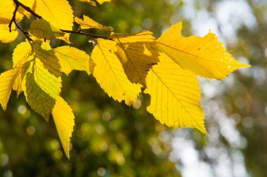 Sonbahar manzara, mavi gökyüzü arka plan ile Sonbahar yaprakları, Ye