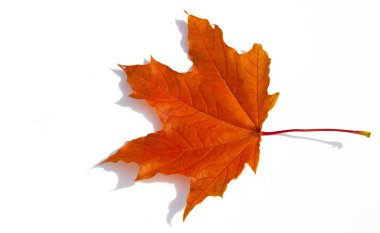 Doku arka planı, desen. Sonbahar renkli akçaağaç yaprakları. Akçaağaç