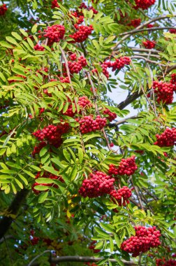 Sonbahar manzara fotoğrafçılığı, tam güzellikte dağ külleri, illum