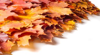 Sonbahar boyama, Sonbahar akçaağaç yaprakları, farklı renkler. Sarı, 