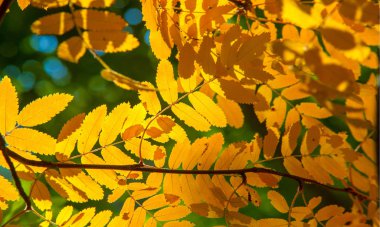 Sonbahar manzara fotoğrafçılığı, tam güzellikte dağ külleri, illum