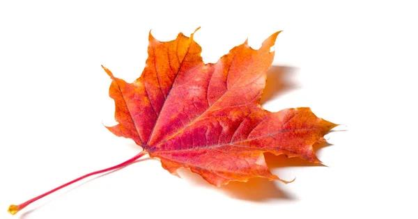 Textuur achtergrond, patroon. Herfst kleurrijke esdoorn bladeren. esdoorn — Stockfoto