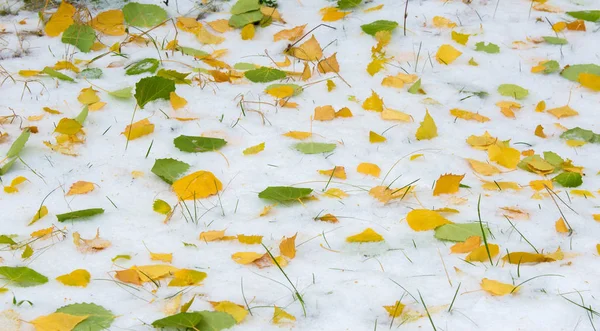A primeira neve, no final do outono, folhas de outono na neve. queda de neve — Fotografia de Stock