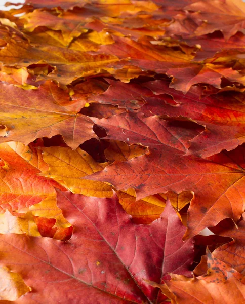 Pintura de otoño, hojas de arce de otoño, diferentes colores. Amarillo , — Foto de Stock