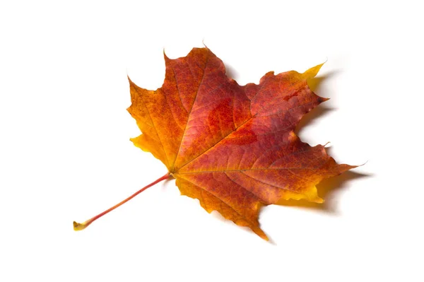 Peinture d'automne, Feuilles d'érable d'automne, Feuille solitaire sur bac blanc — Photo