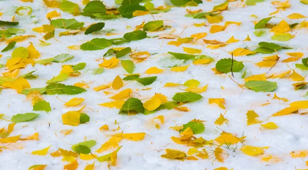 A primeira neve, no final do outono, folhas de outono na neve. queda de neve — Fotografia de Stock