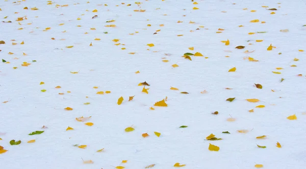 La première neige, la fin de l'automne, les feuilles d'automne sur la neige. chutes de neige — Photo