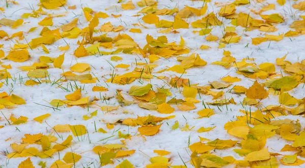 La primera nieve, a finales de otoño, las hojas de otoño en la nieve. nevadas —  Fotos de Stock