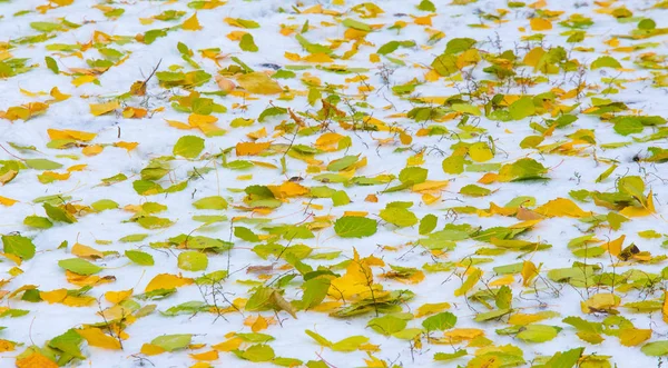 La primera nieve, a finales de otoño, las hojas de otoño en la nieve. nevadas —  Fotos de Stock