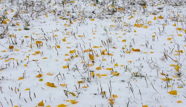 Nous avons eu notre première neige de la saison pendant la nuit, saupoudrant dans — Photo