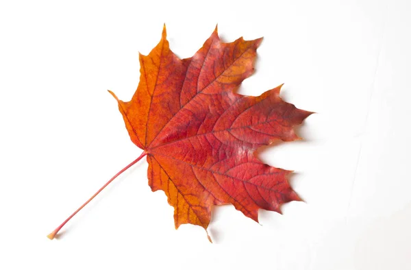 Őszi festmény, juhar őszi levelek, különböző színekben. Sárga, — Stock Fotó