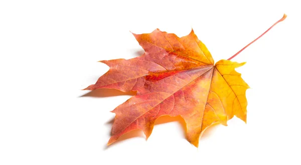 Autumn painting, Autumn maple leaves, Solitary leaf on white bac — Stock Photo, Image