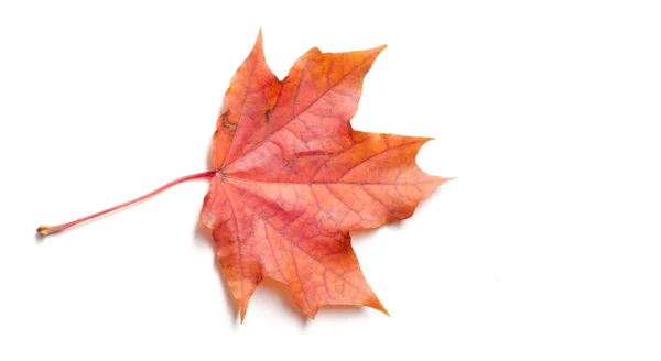 Textuur achtergrond, patroon. Herfst kleurrijke esdoorn bladeren. esdoorn — Stockfoto