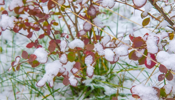 Temos a nossa primeira neve da época durante a noite, a limpar o pó. — Fotografia de Stock